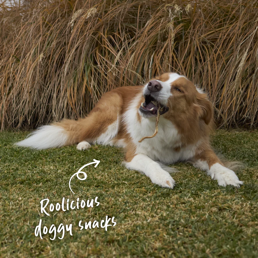 Aussie Kangaroo Tendon Dog Treats - Image 2
