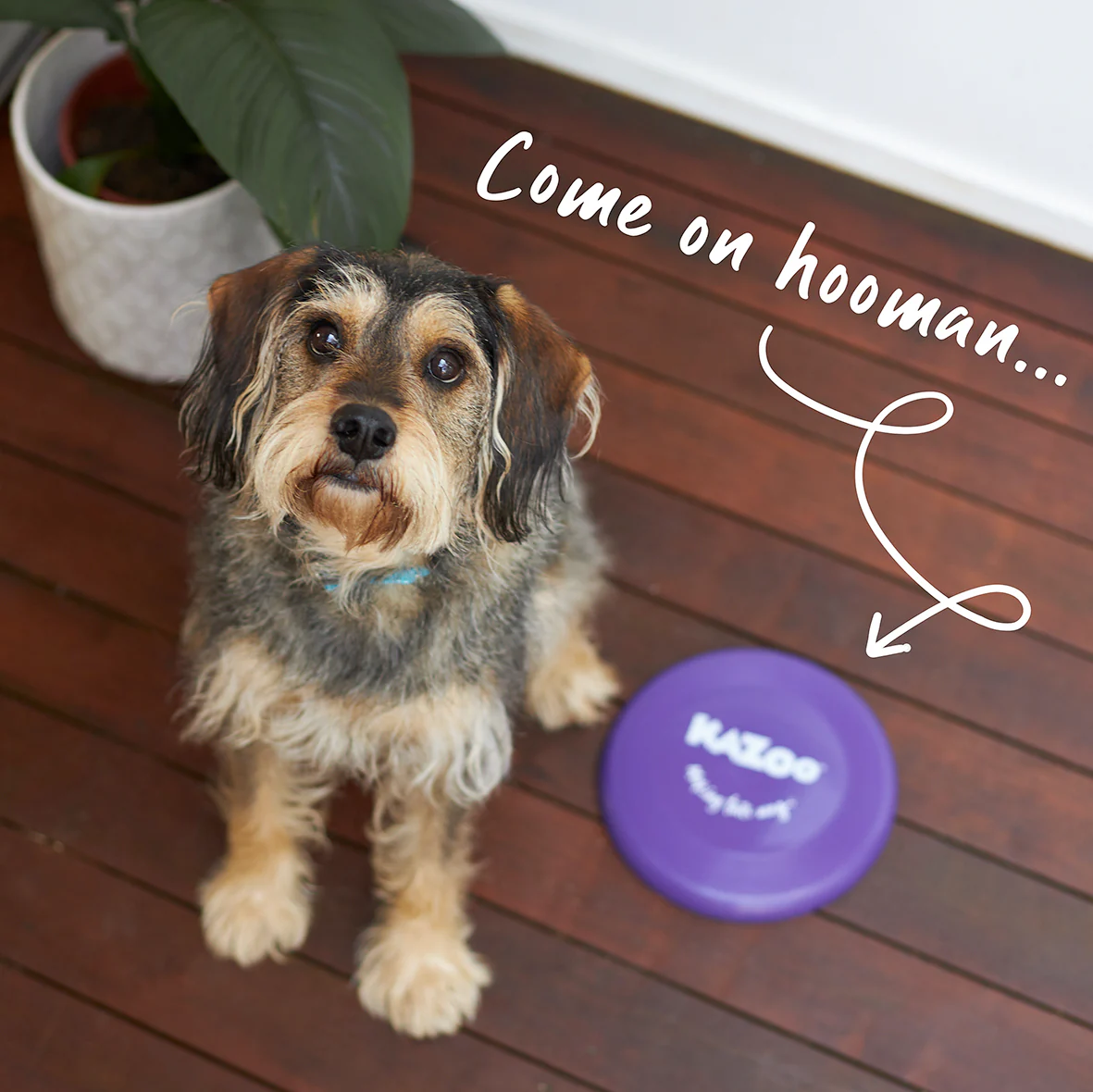Kazoo Purple Frisbee Dog Toy