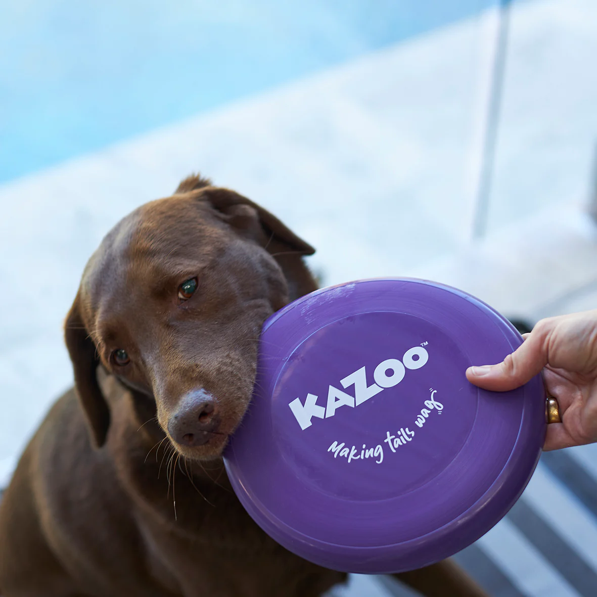 Kazoo Purple Frisbee Dog Toy - Image 2