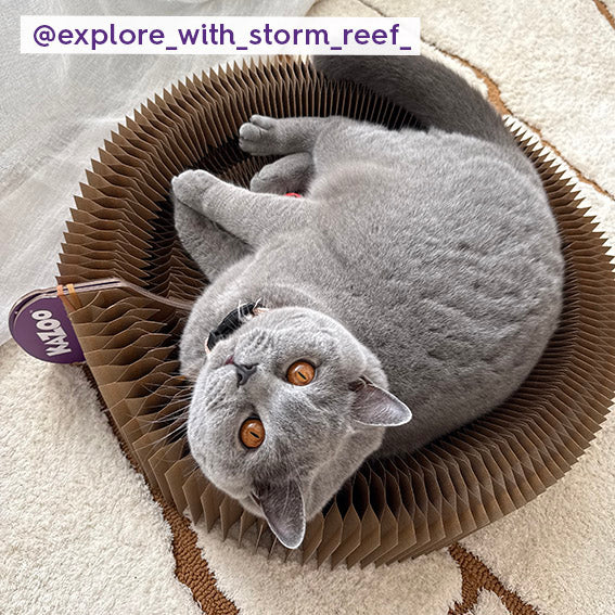 Kitty Accordion Cardboard Bed With Ball - Image 3