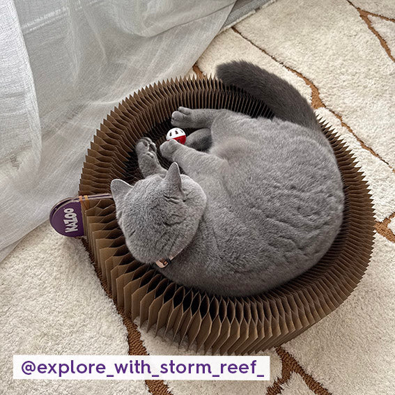 Kitty Accordion Cardboard Bed With Ball - Image 5