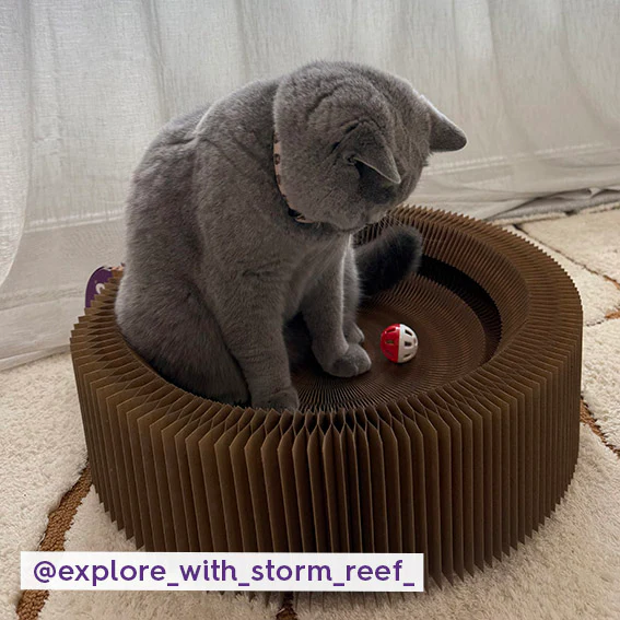 Kitty Accordion Cardboard Bed With Ball - Image 6