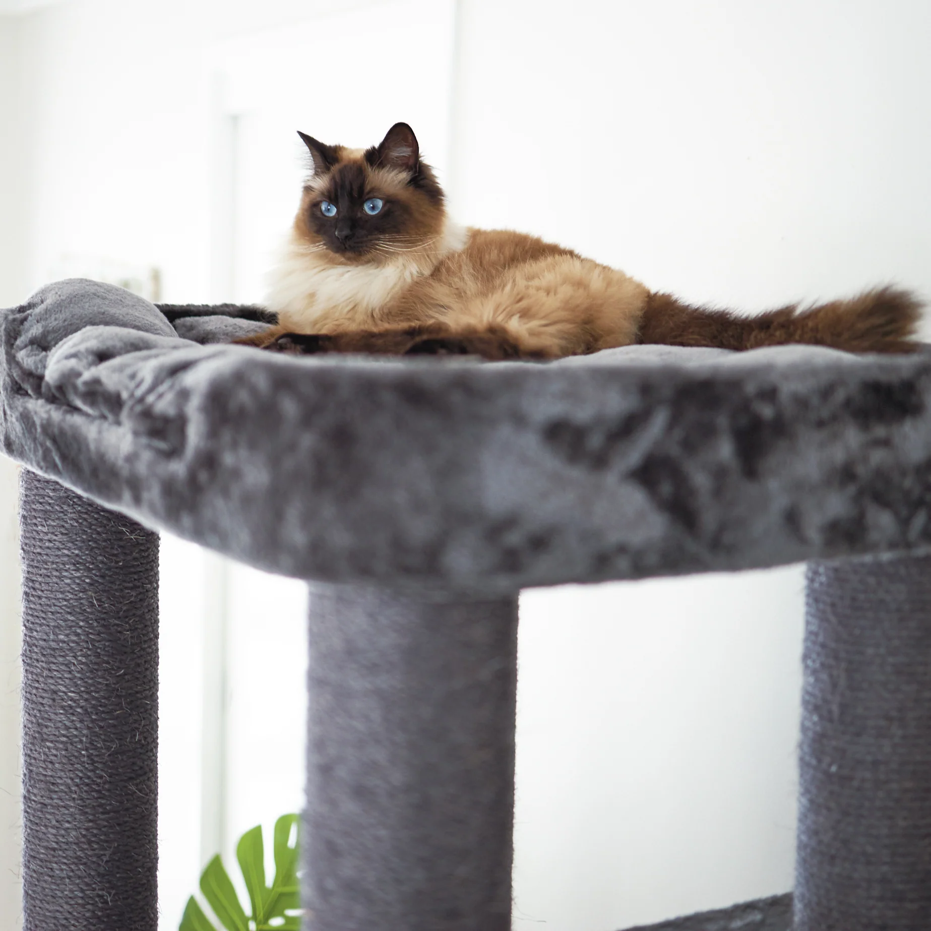 Kitty Climb Playground - Charcoal - Image 15