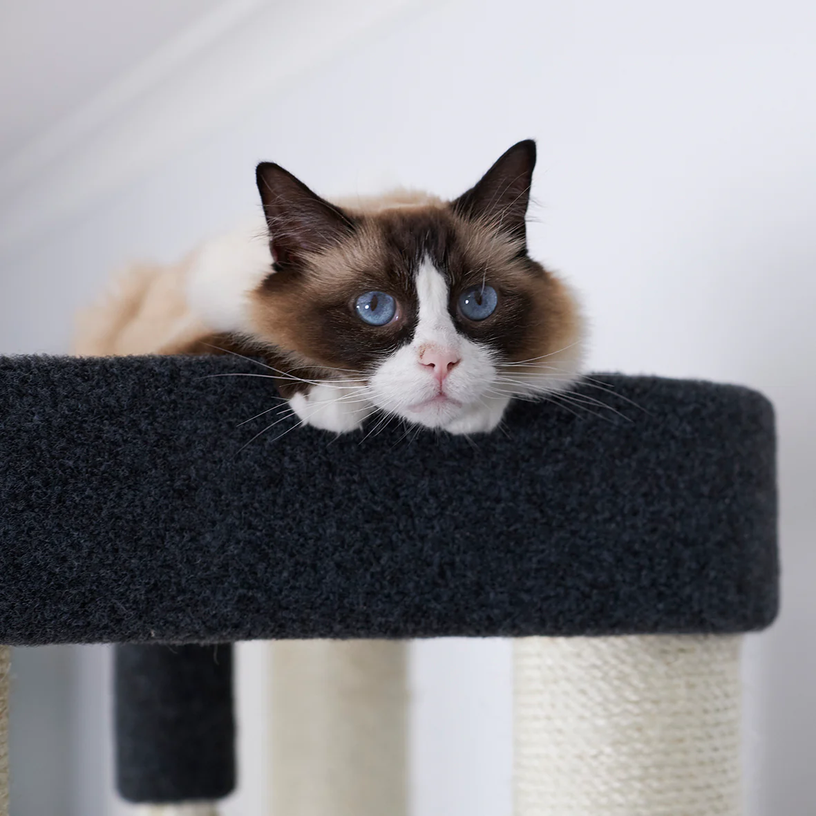 Kitty Climb Playground - Grey Carpet - Image 4