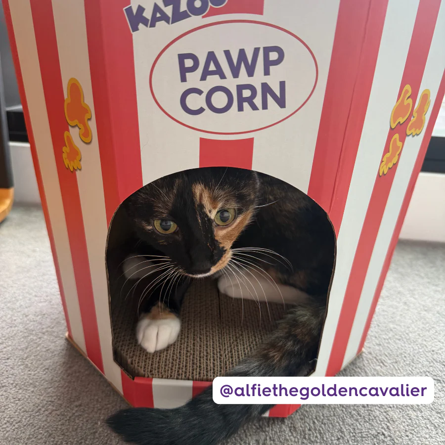 Kitty Popcorn Cardboard House - Image 5