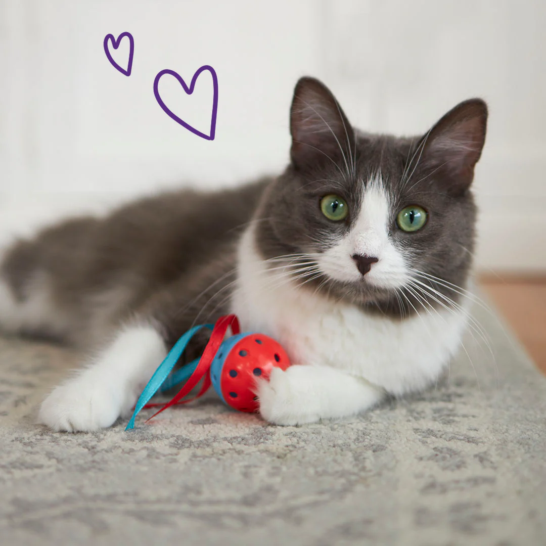 Kitty Streamer Ball - Image 5