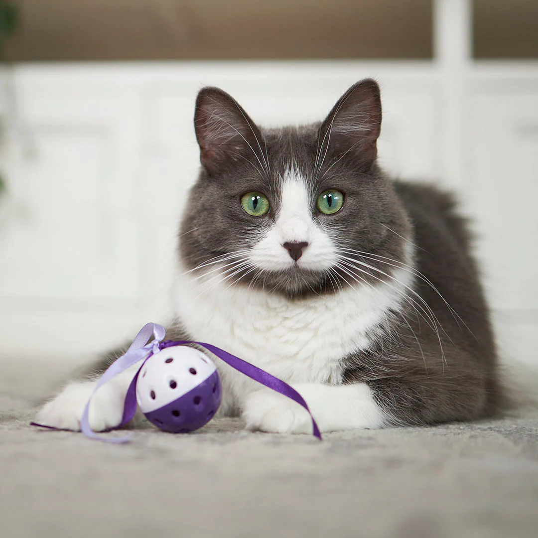 Kitty Streamer Ball - Image 7