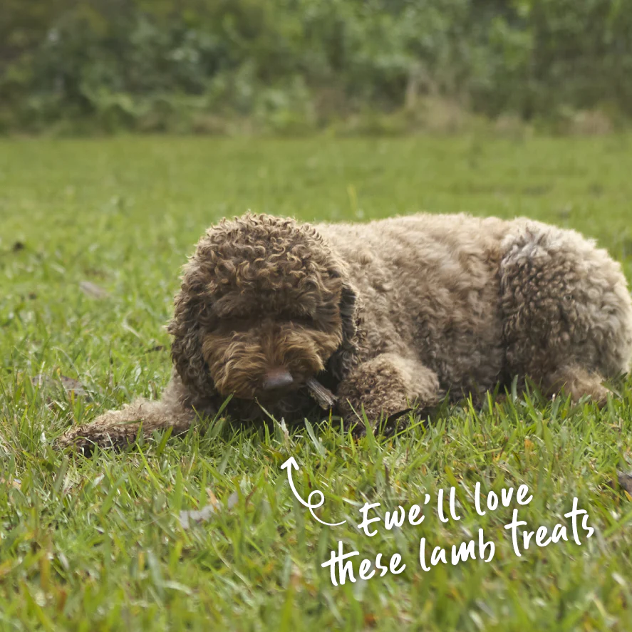 Aussie Lamb Lung Crisps Dog Treats - Image 2