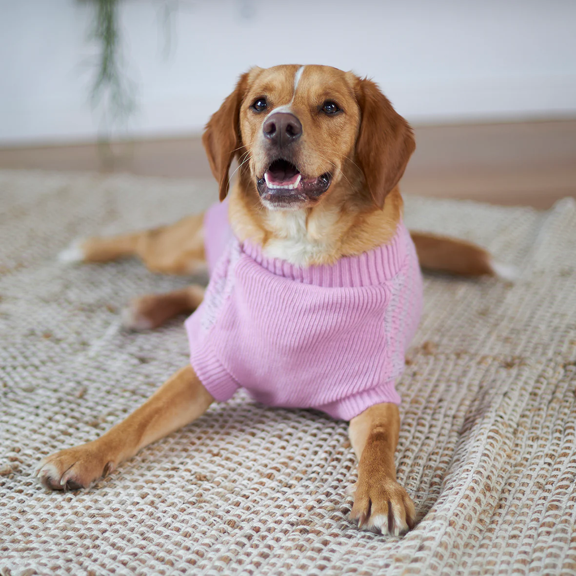 Lilac Posy Dog Jumper - Image 4
