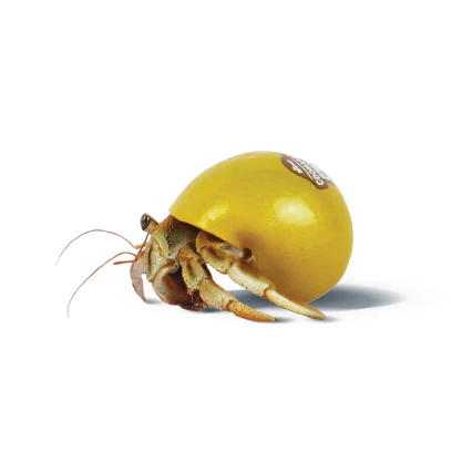 Pet Hermit Crab - Live Animal - Image 2