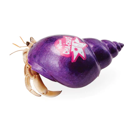 Pet Hermit Crab - Live Animal - Image 3