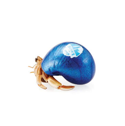 Pet Hermit Crab - Live Animal - Image 4