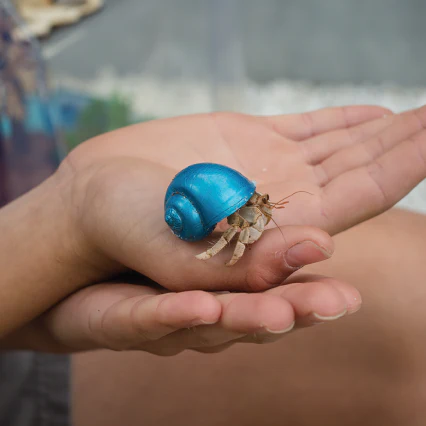 Pet Hermit Crab - Live Animal - Image 6
