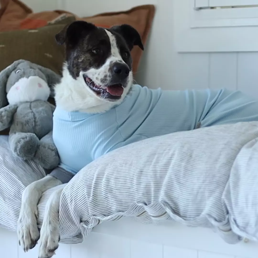 Long John Dog Pyjamas - Blue - Image 3