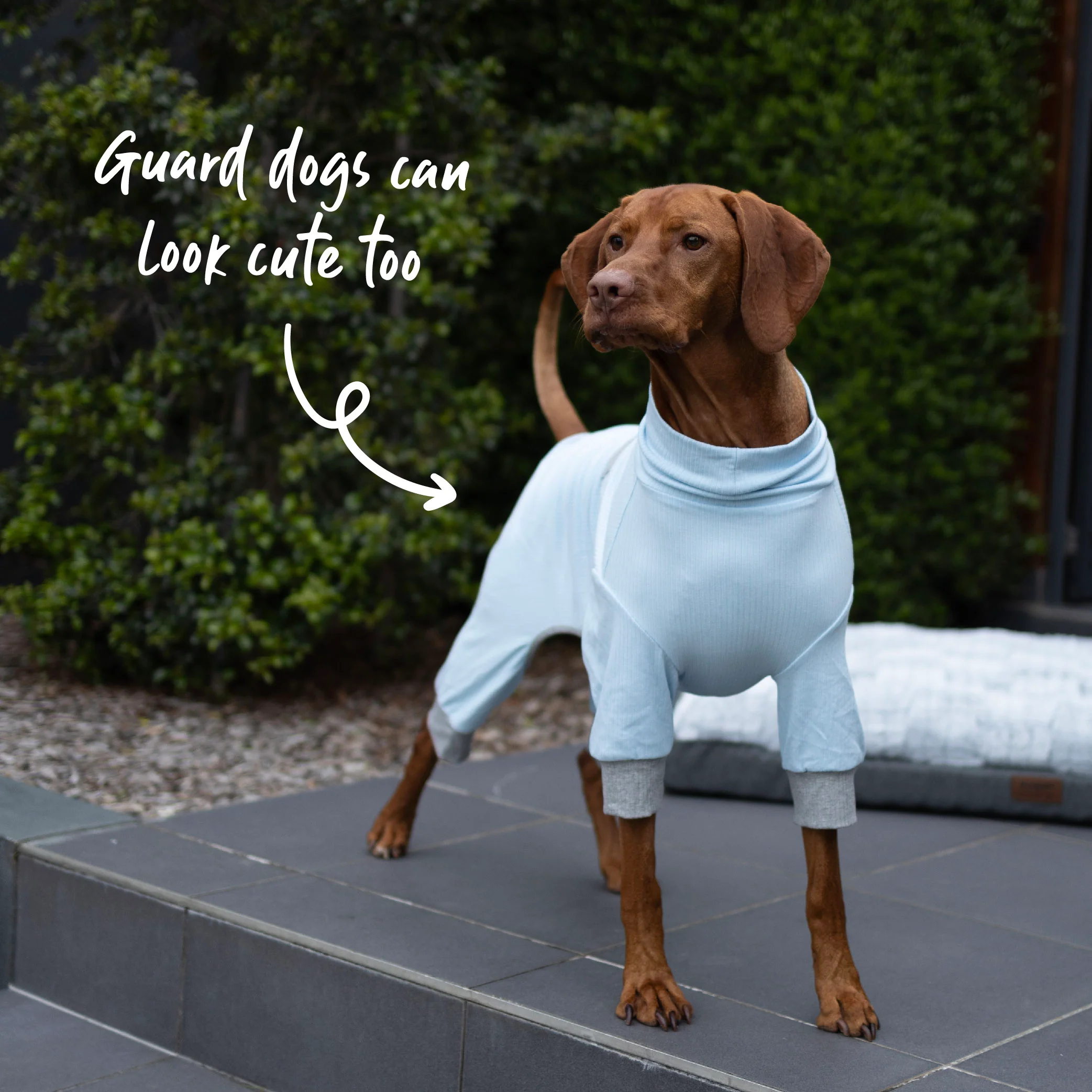 Long John Dog Pyjamas - Blue - Image 6