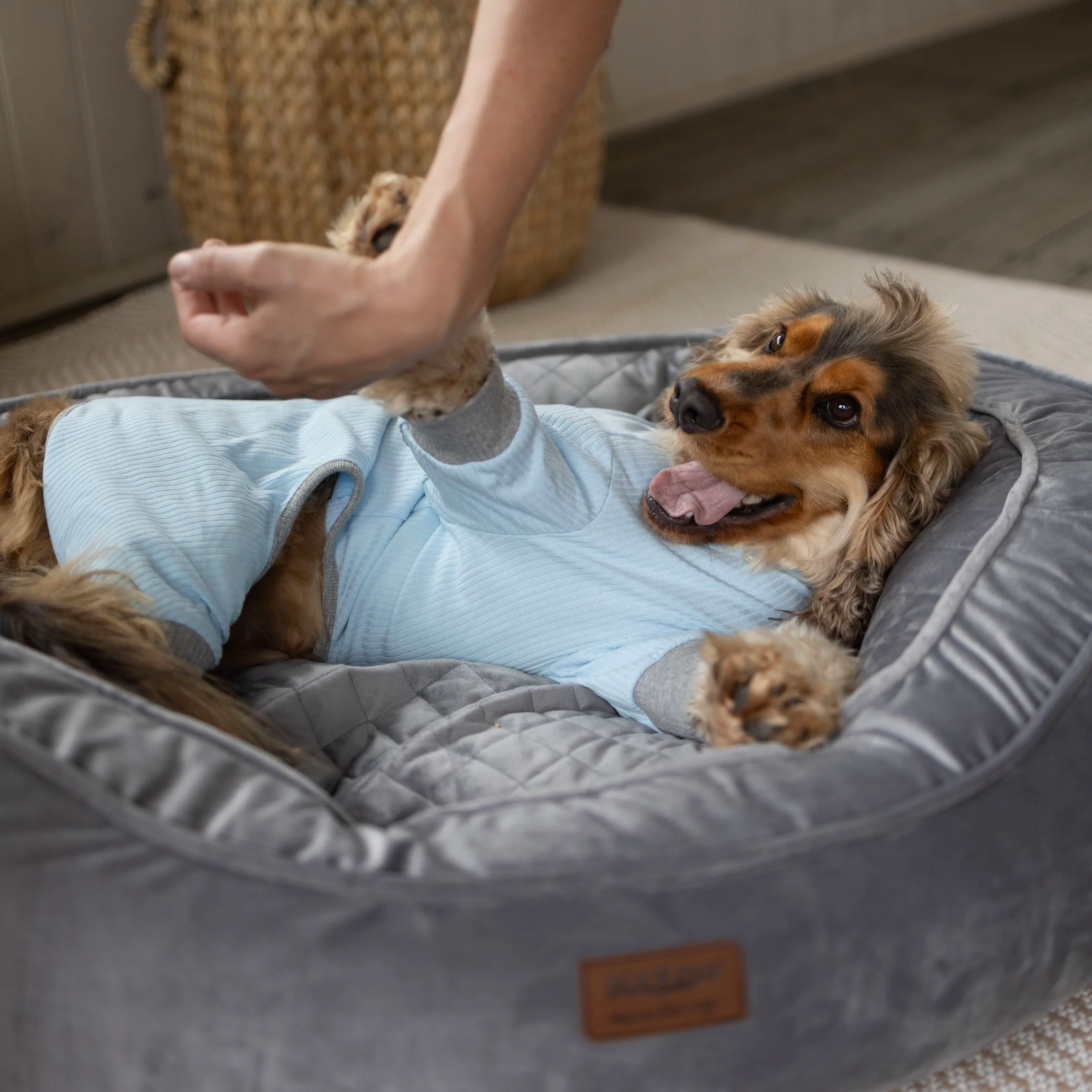 Long John Dog Pyjamas - Blue - Image 8