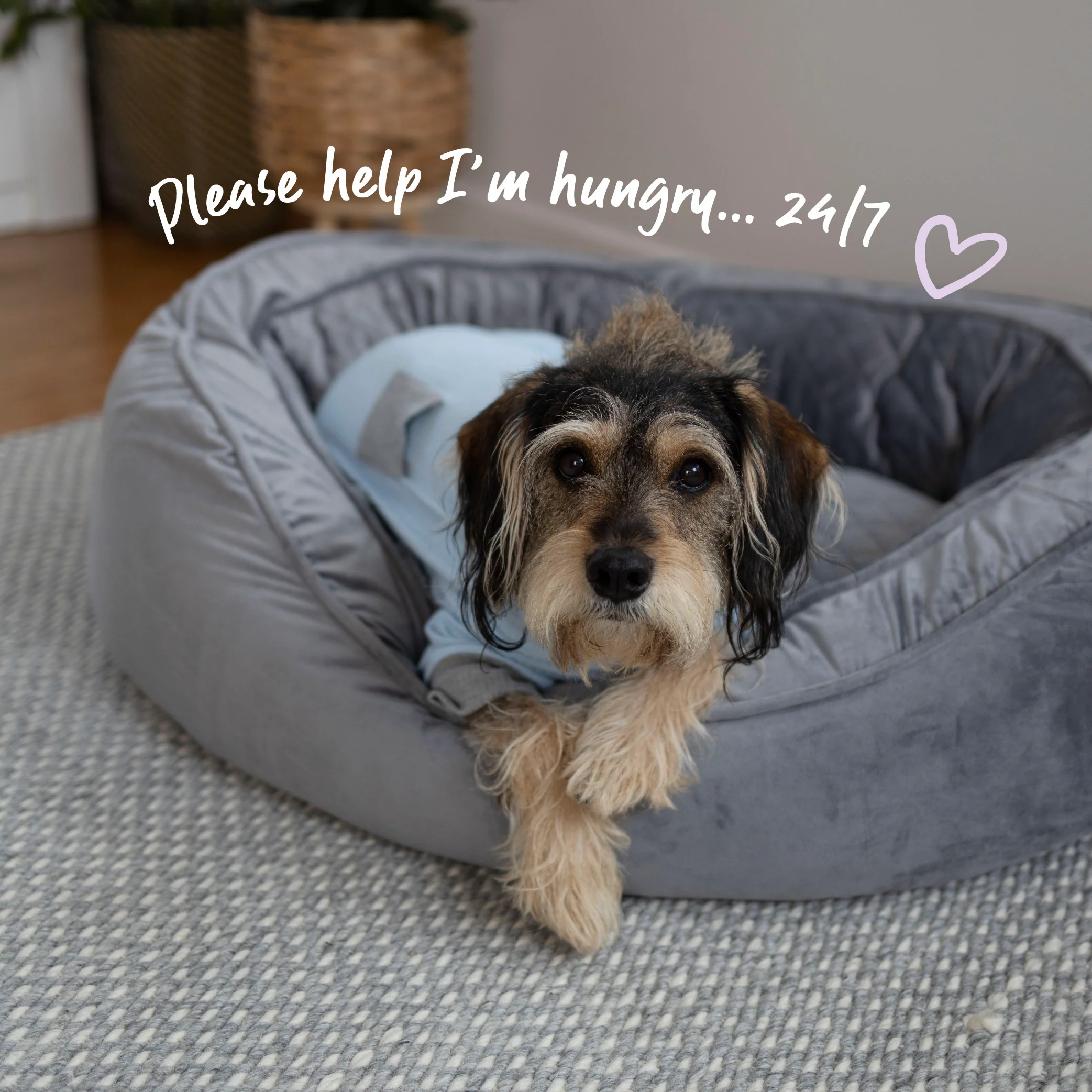 Long John Dog Pyjamas - Blue - Image 9