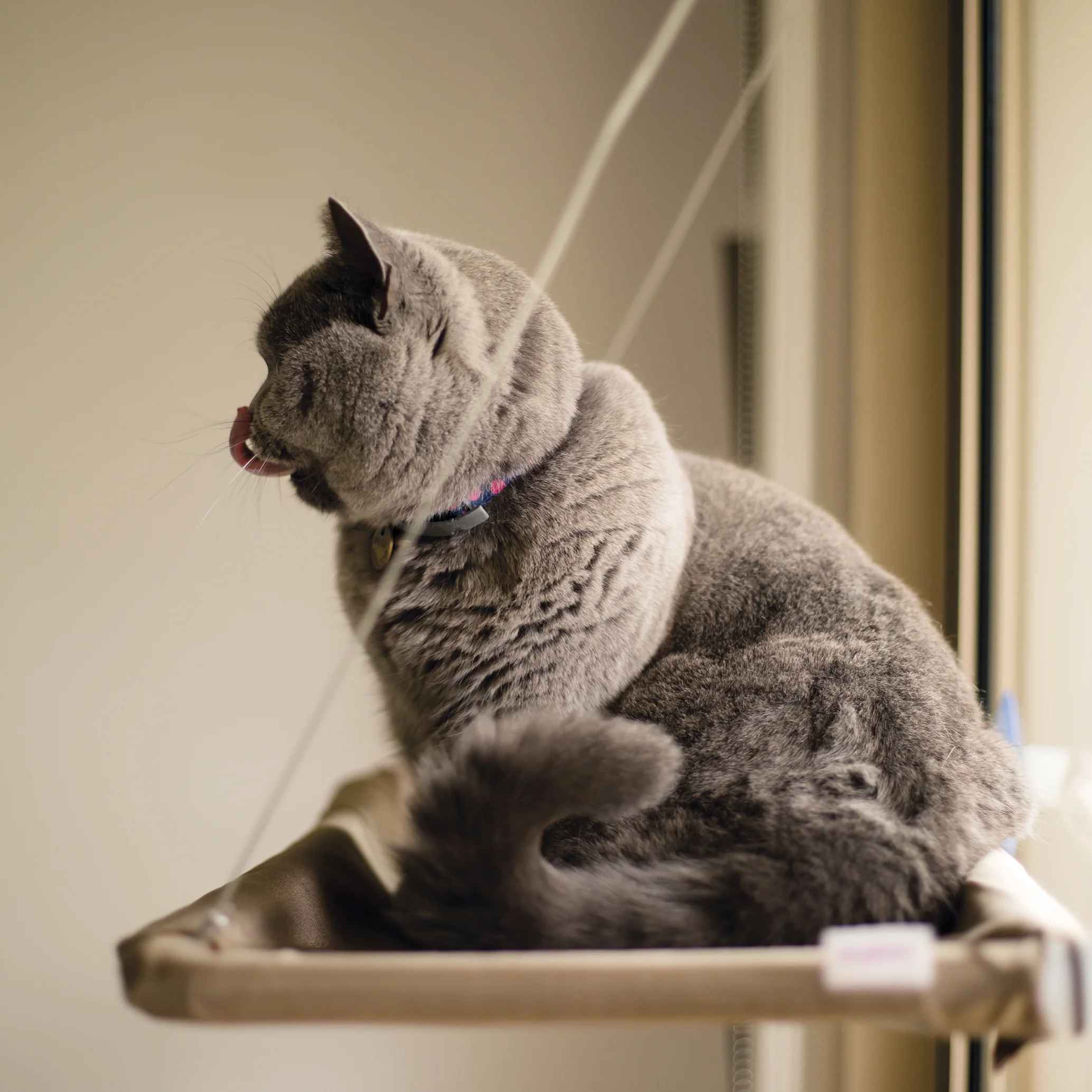 The Lookout Cat Window Bed - Image 10