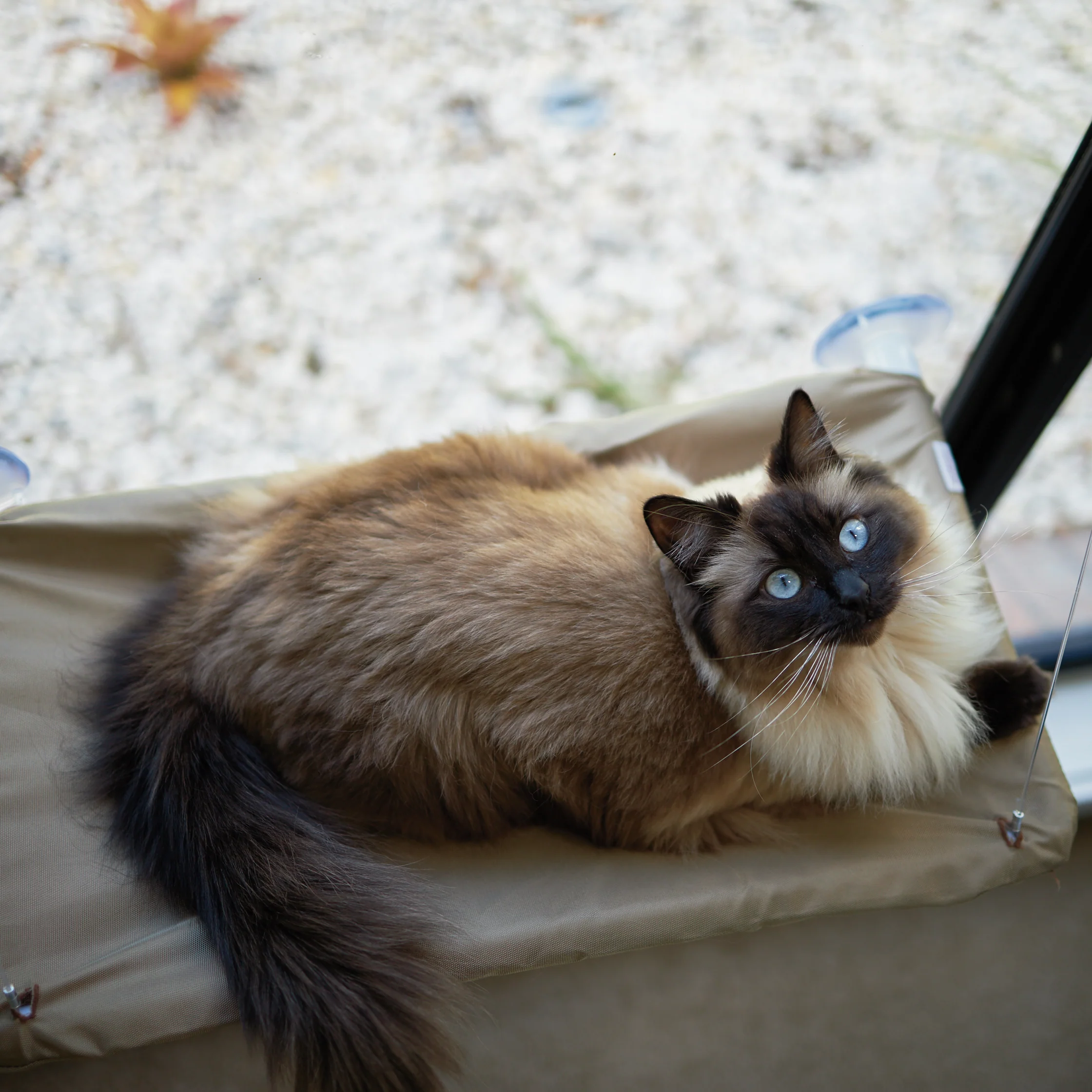 The Lookout Cat Window Bed - Image 8