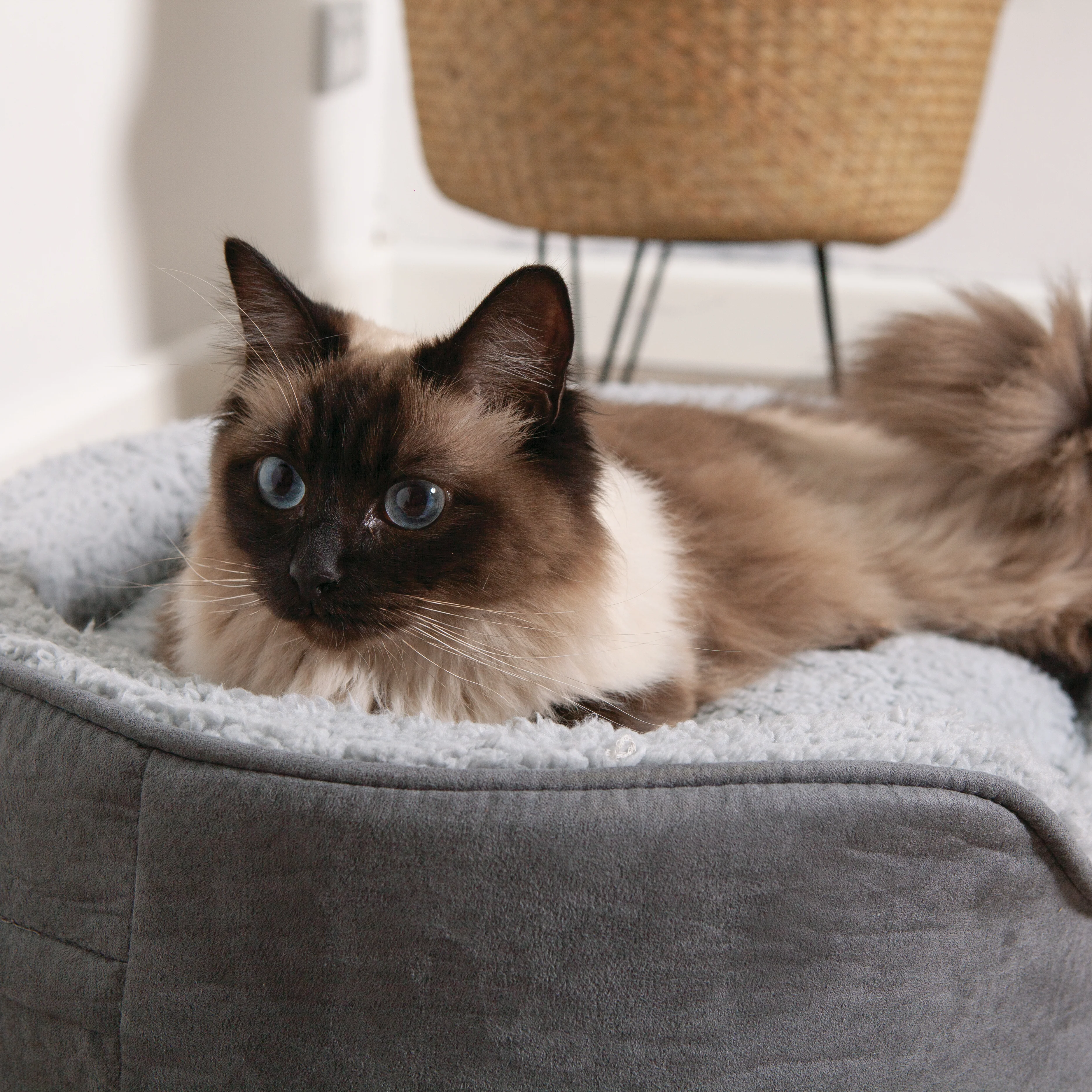 Manhattan Bed - Grey & White - Cat - Image 7