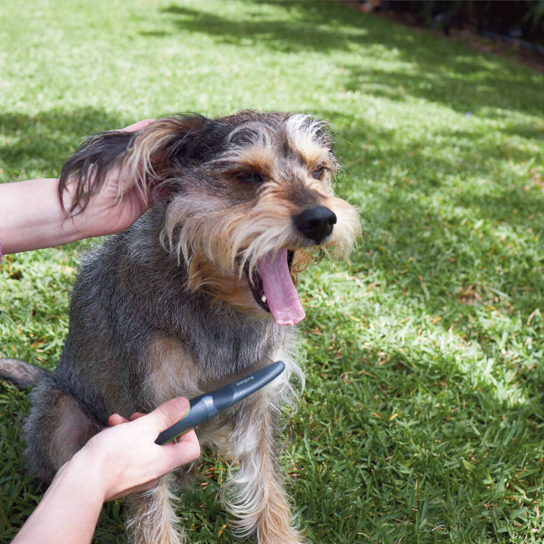 Moulting Comb - Image 7