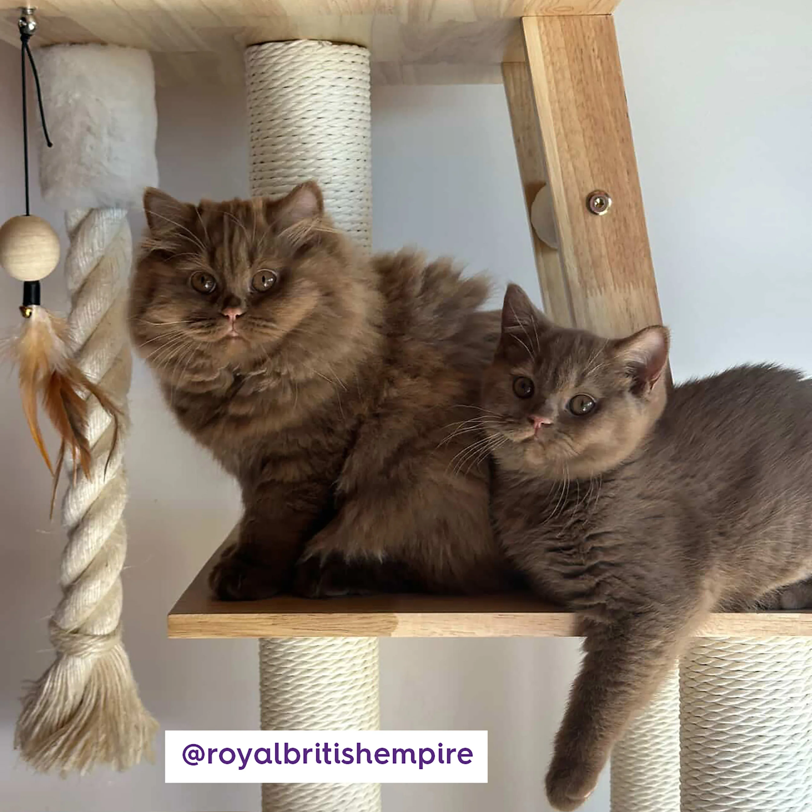 Multi Level Scandi Cat Tower - Image 9