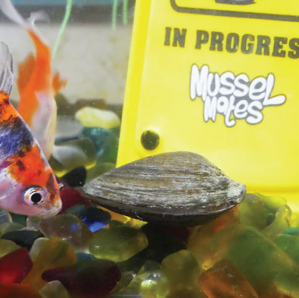 Mussel Mate Cleaning Sign - Aquarium Ornament - Image 3