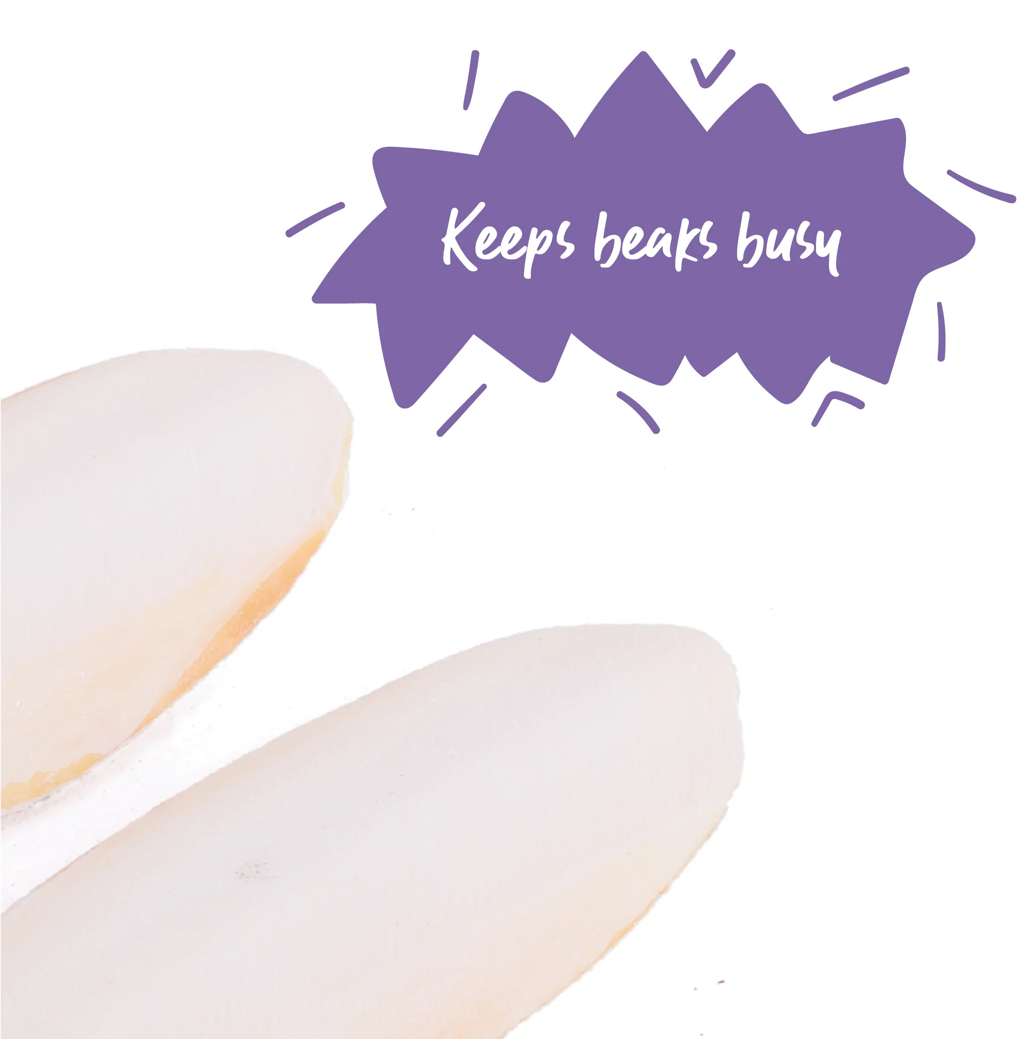 Natural Bird Cuttlebone - 2 Pack - Image 2