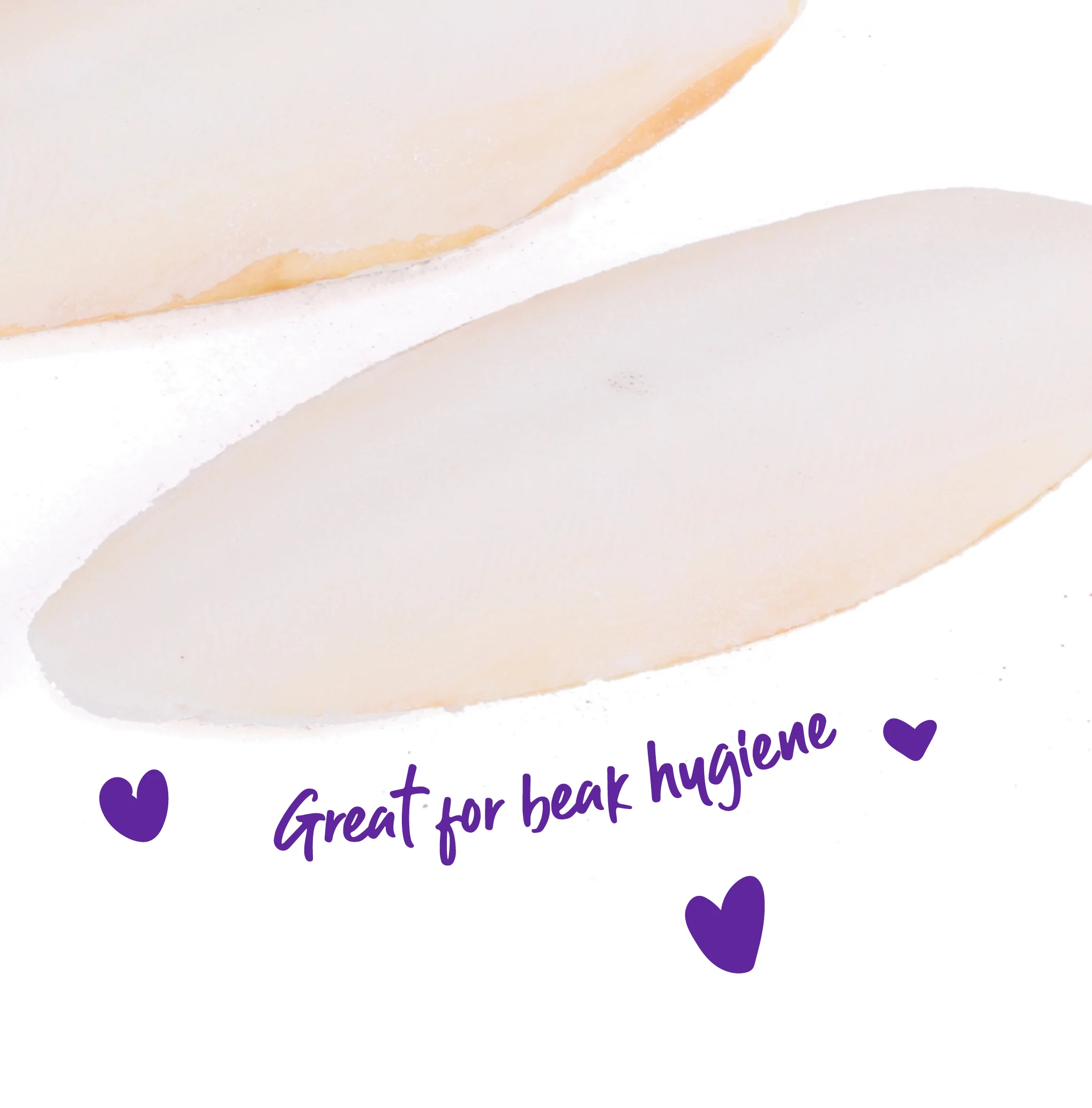 Natural Bird Cuttlebone - 2 Pack - Image 3