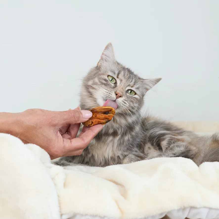 NZ Mussel Cat Treats - Image 4