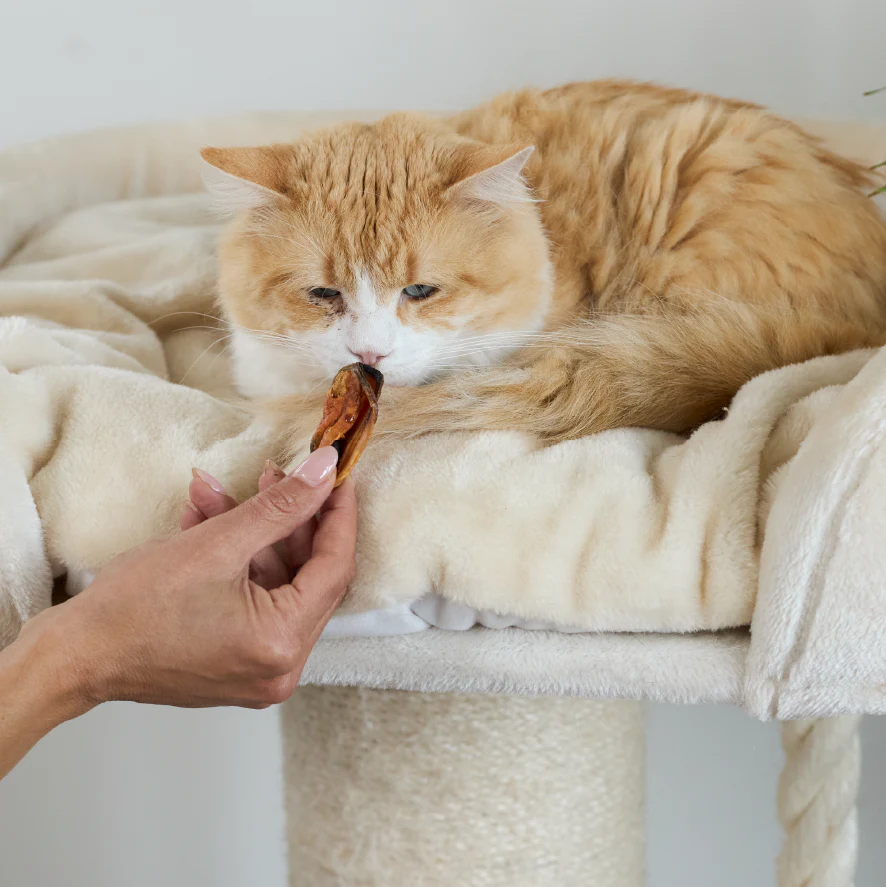 NZ Mussel Cat Treats - Image 8