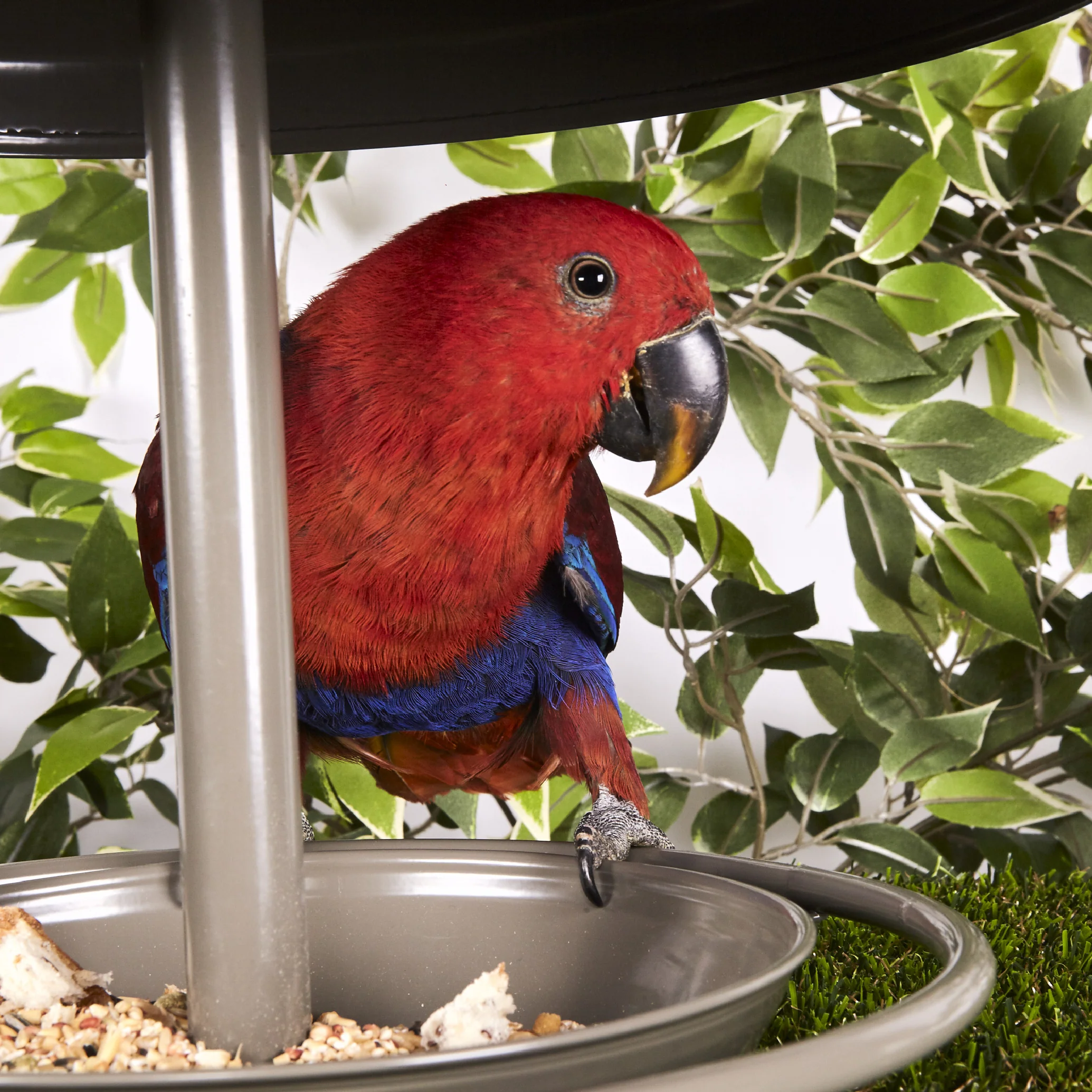 Outdoor Bird Feeder - Image 5