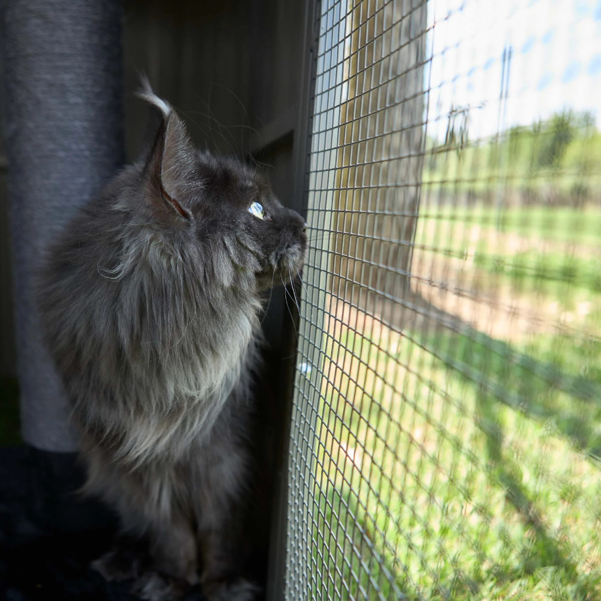 Outdoor Cat House Enclosure - Image 10