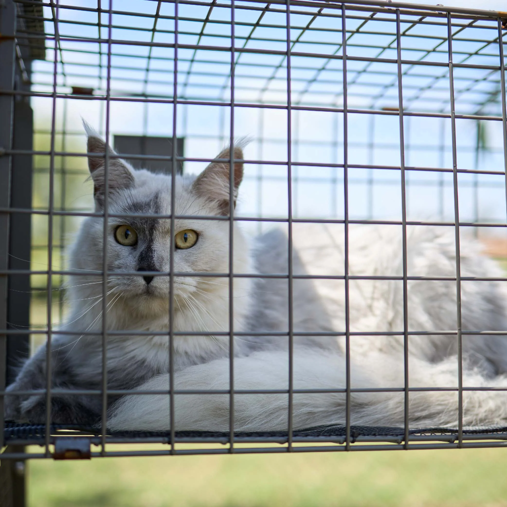 Outdoor Cat House Enclosure - Image 12
