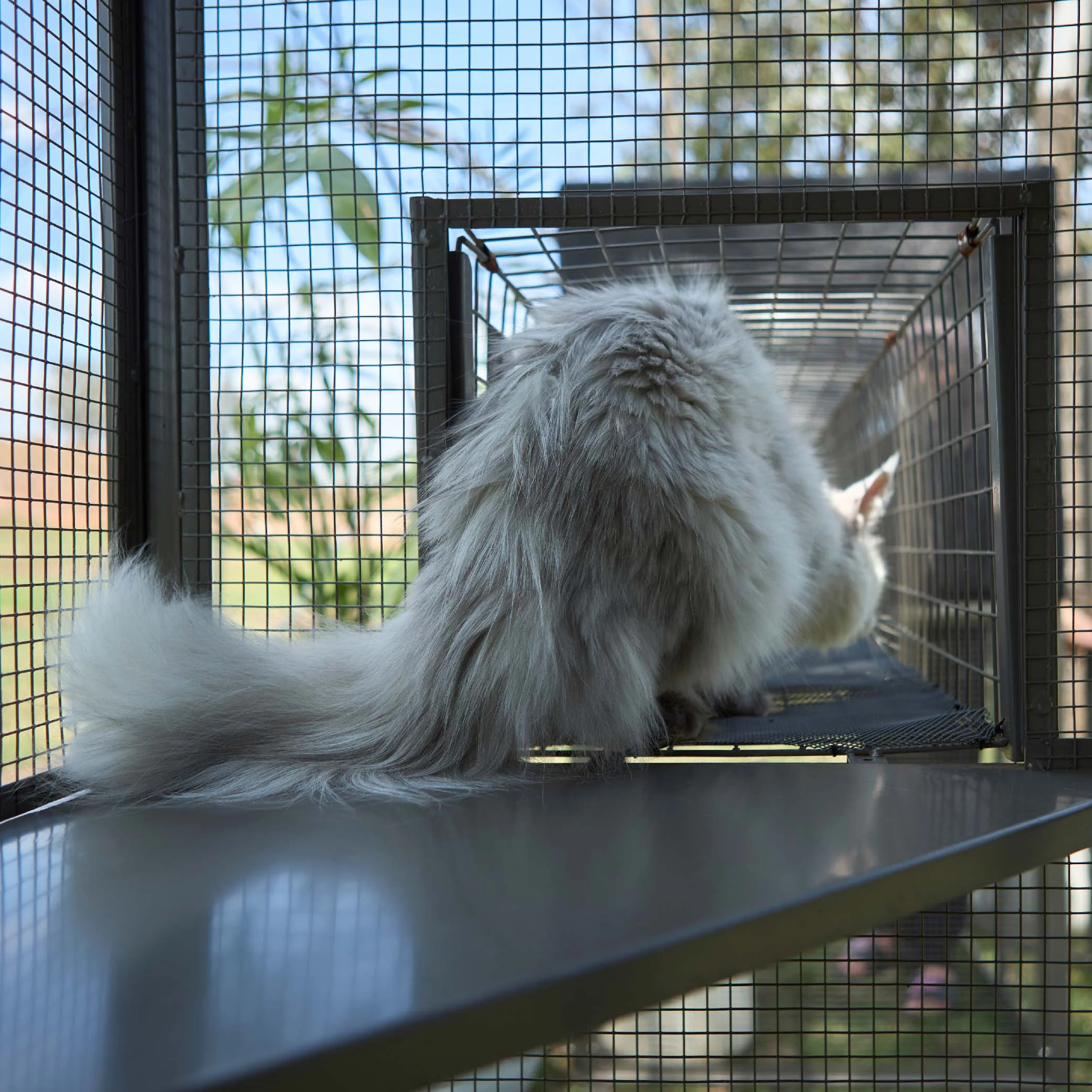 Outdoor Cat House Enclosure - Image 8