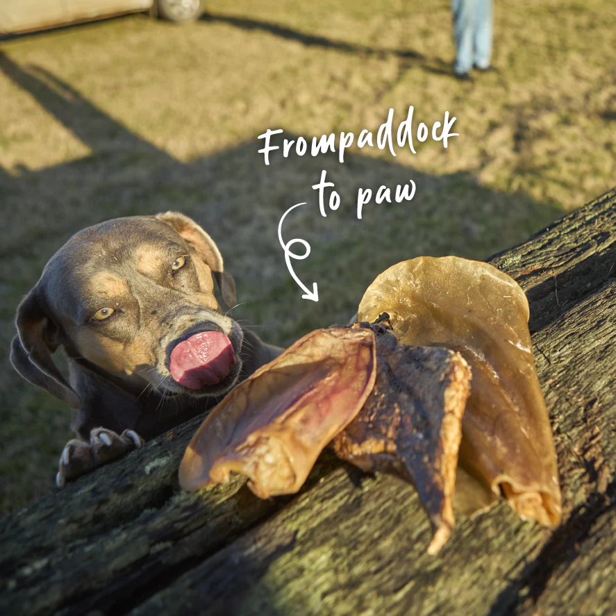 Pig Ear Dog Treats - Image 8