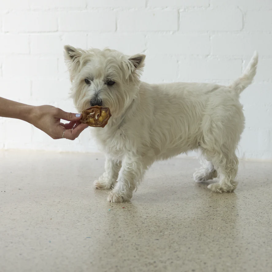Puffy Pig Snout Dog Treats - Image 6