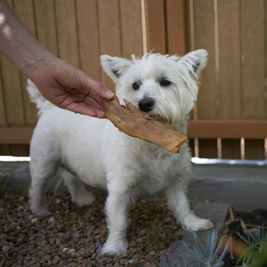 Pig Trotter Dog Treats - Image 2