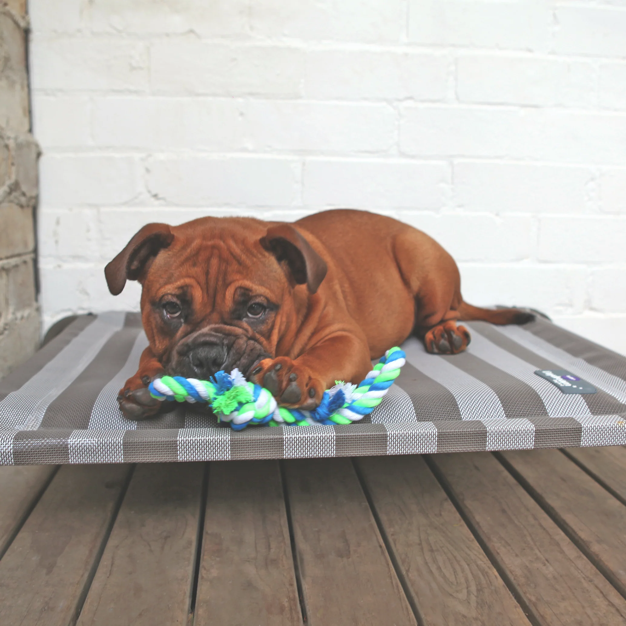 Pillow Top Outdoor Dog Bed - Striped - Image 5