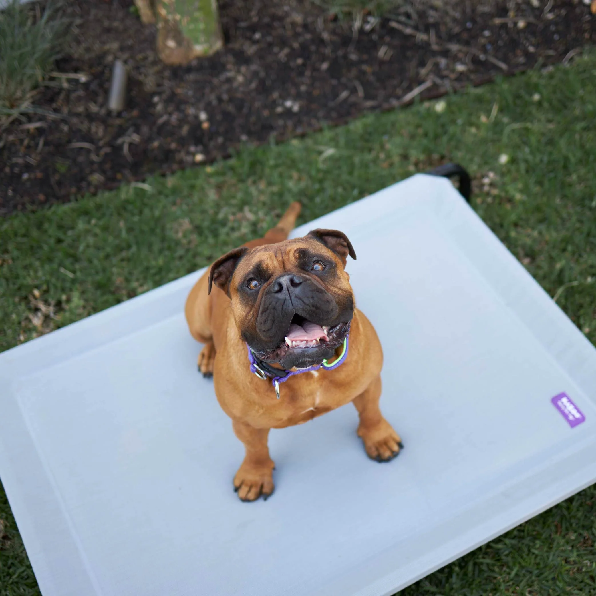Pillow Top Outdoor Dog Bed - Ash Grey - Image 6