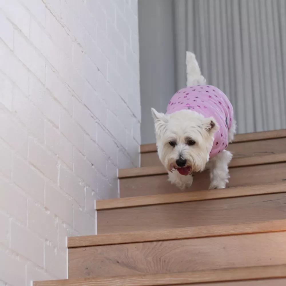Pink Star Soft Dog Jacket - Image 3