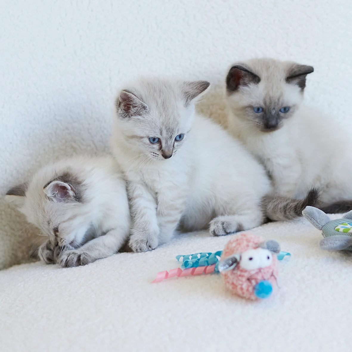 Pinky Mouse with sound chip and catnip - Image 9