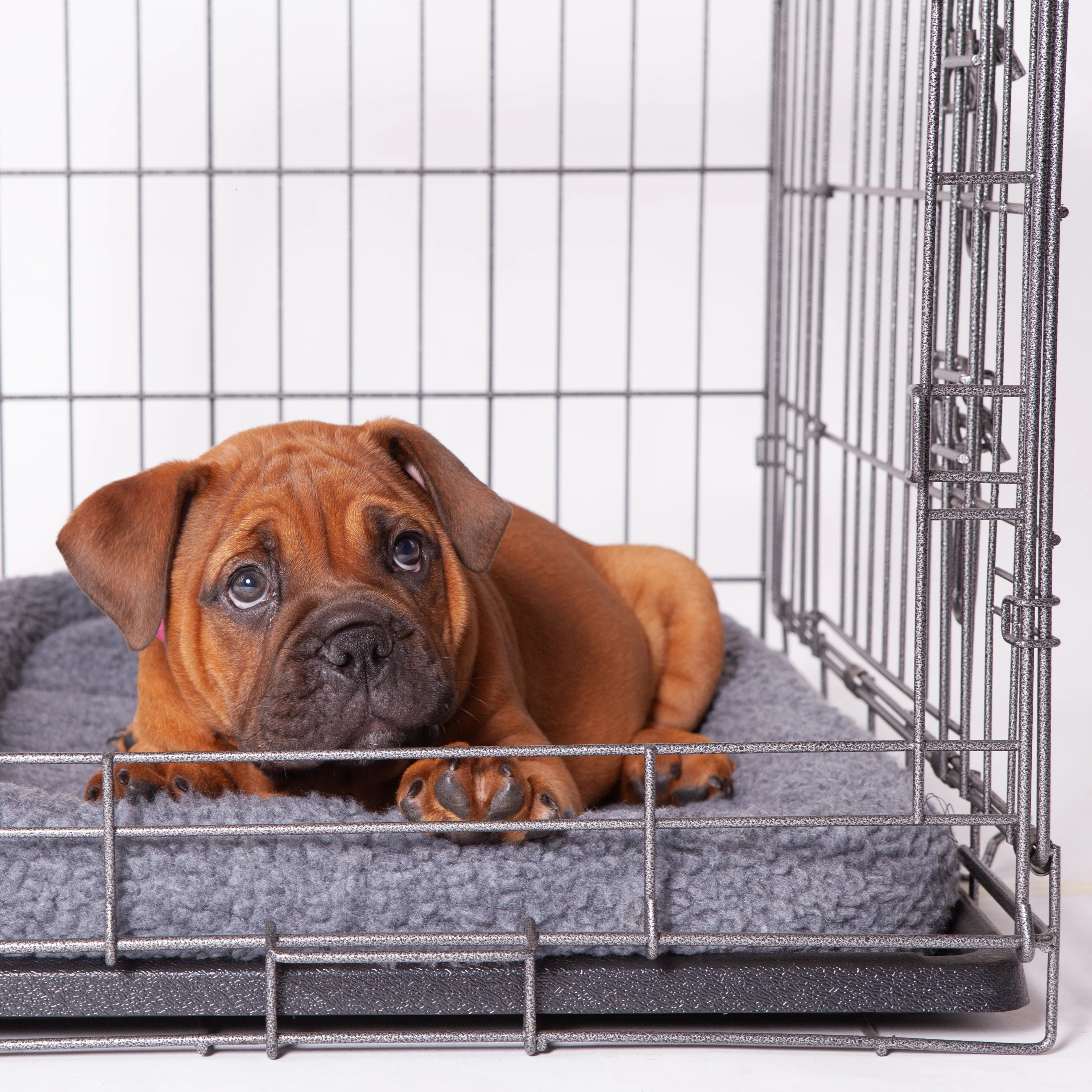Premium Dog Crate - Image 16