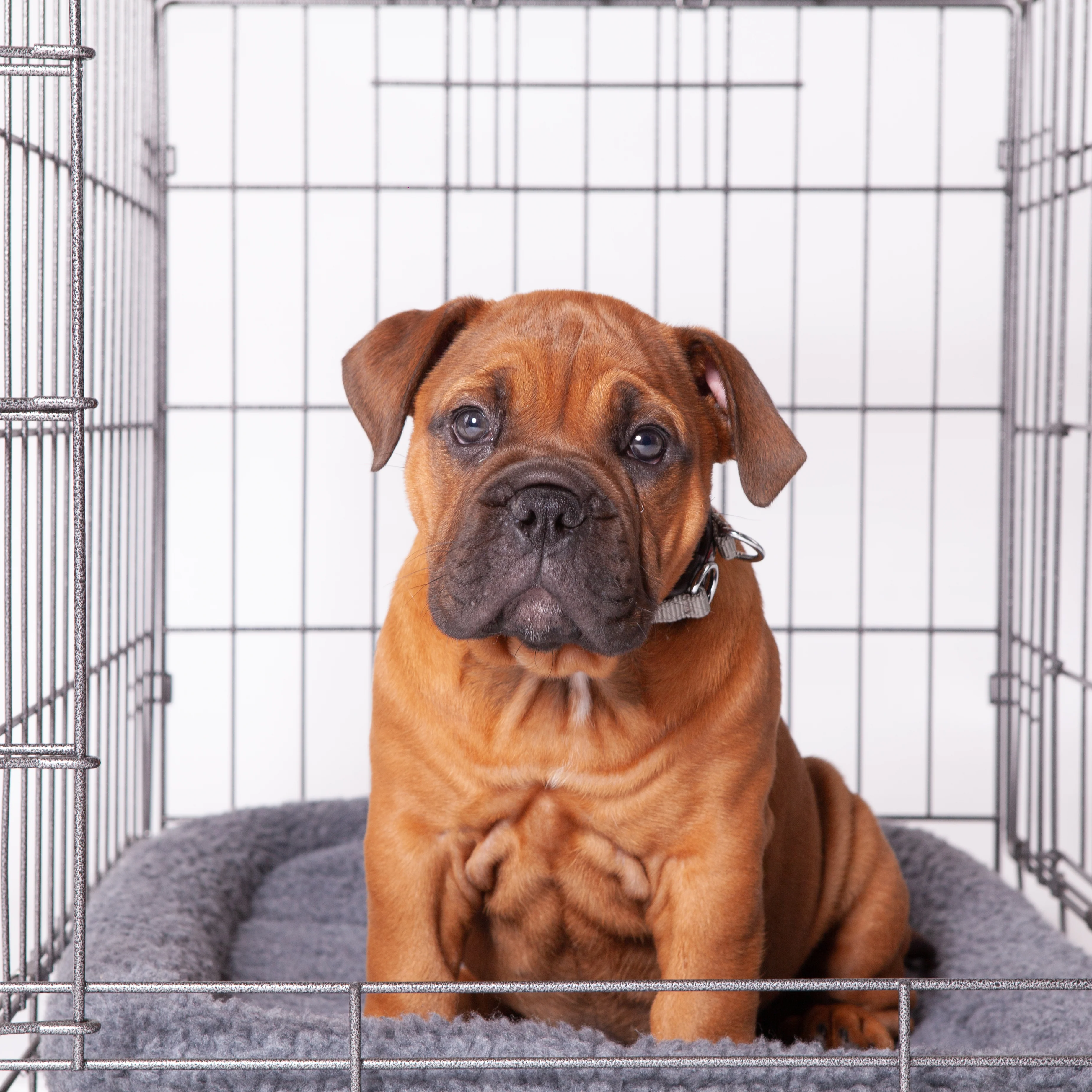 Premium Dog Crate - Image 17