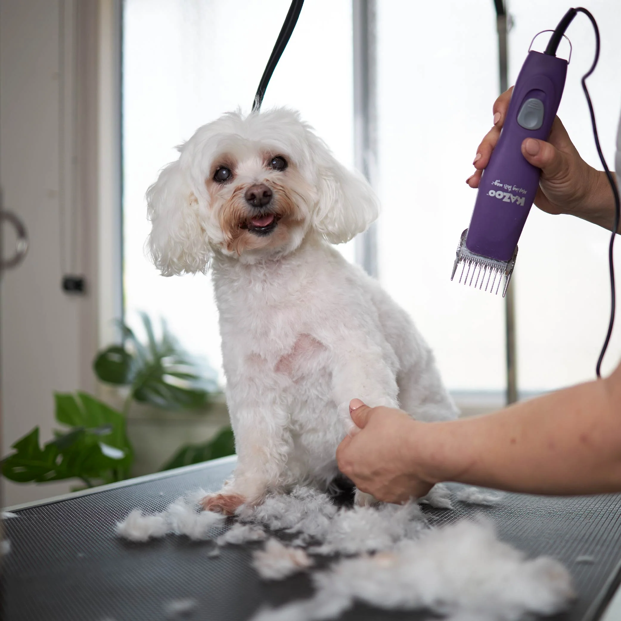 Pro Plus Brushless Dog Clipper - Image 11