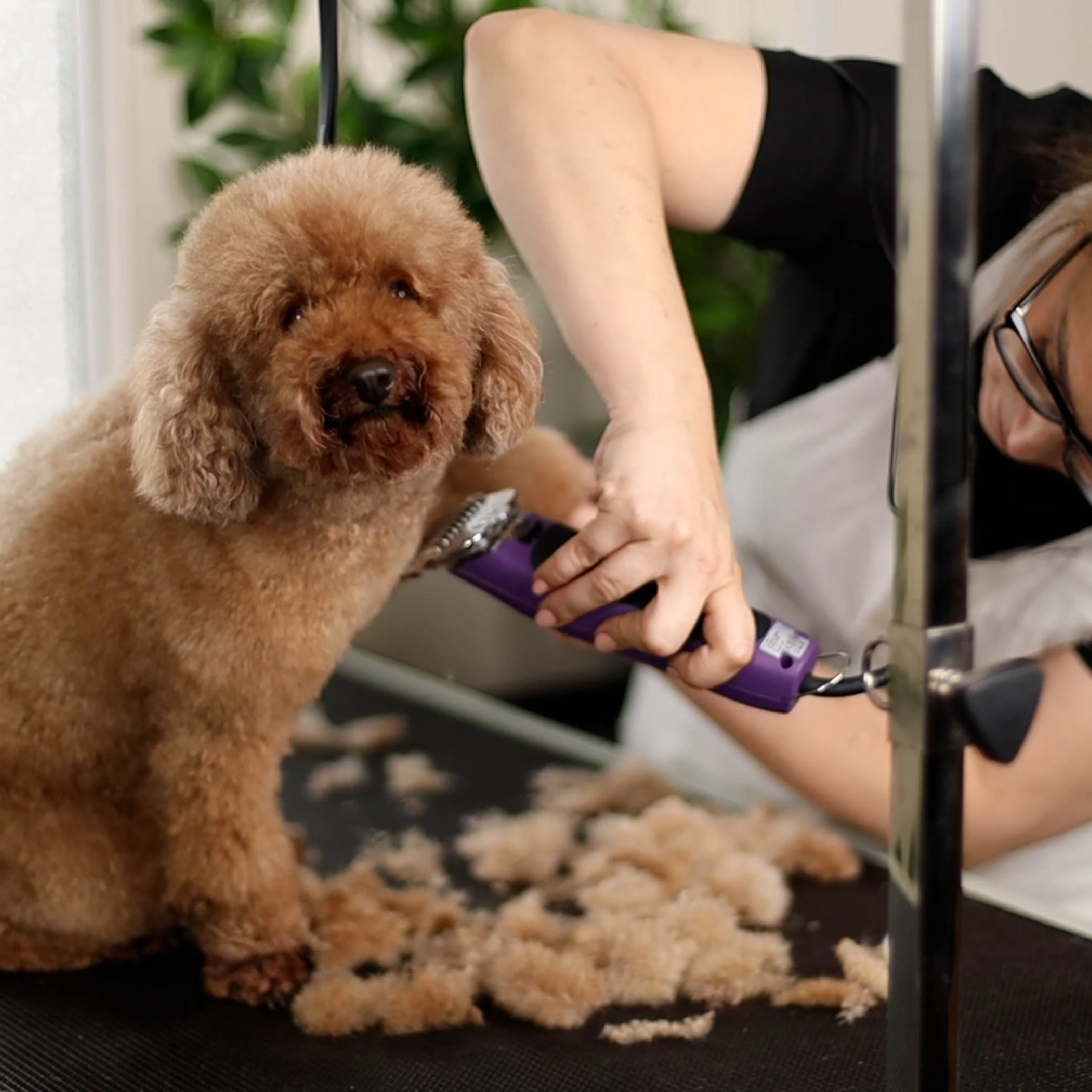 Pro Plus Brushless Dog Clipper - Image 12