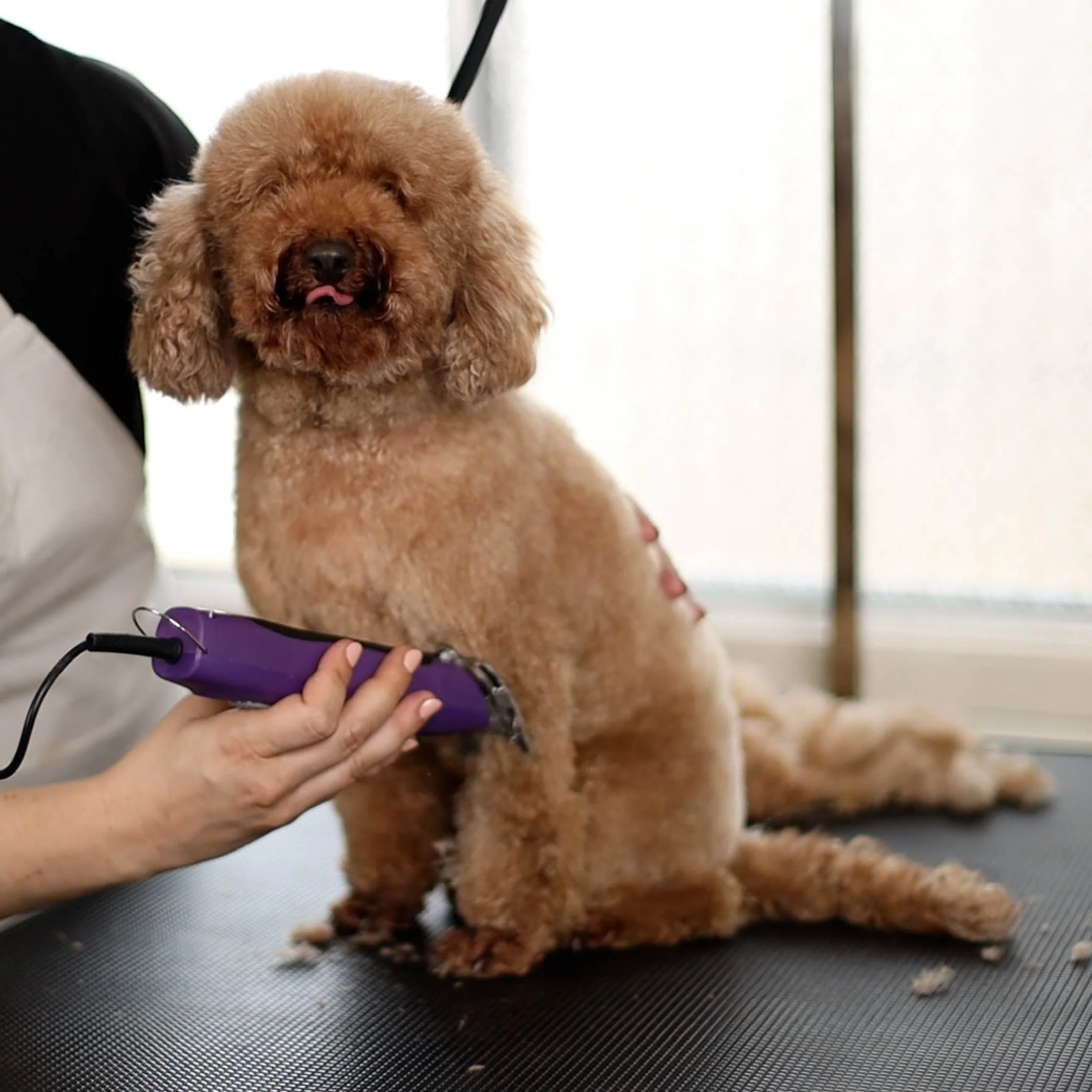 Pro Plus Brushless Dog Clipper - Image 13