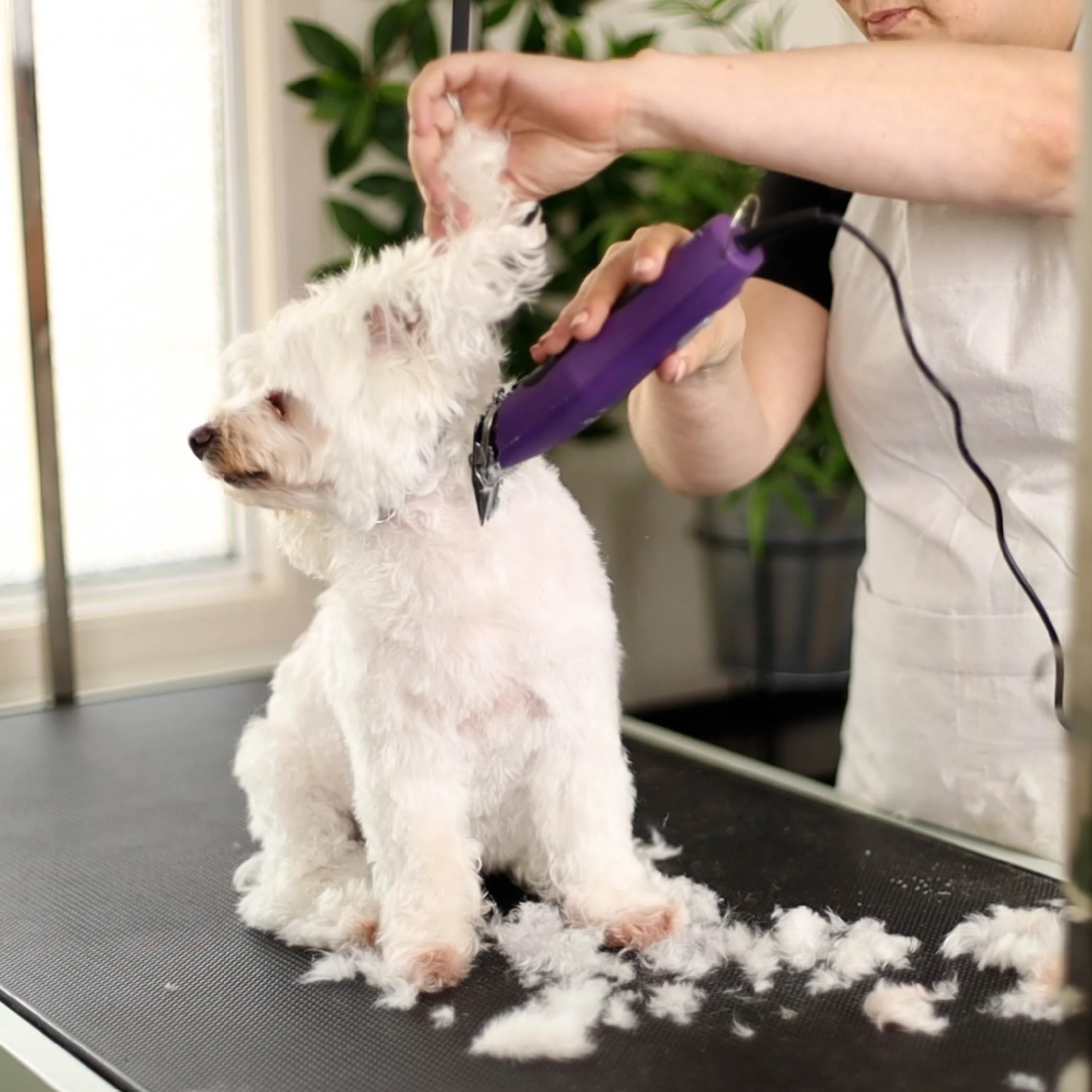 Pro Plus Brushless Dog Clipper - Image 14