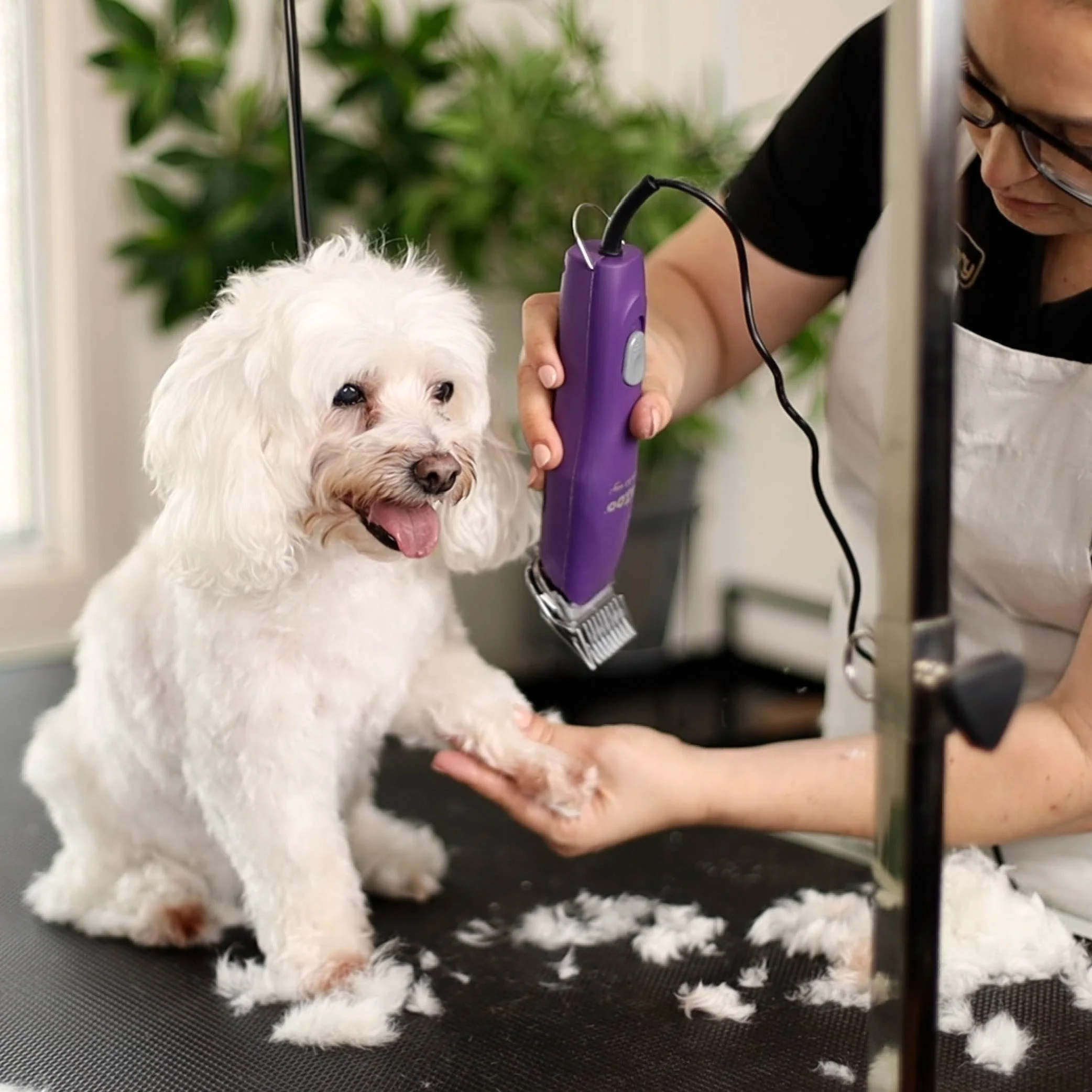 Pro Plus Brushless Dog Clipper - Image 15