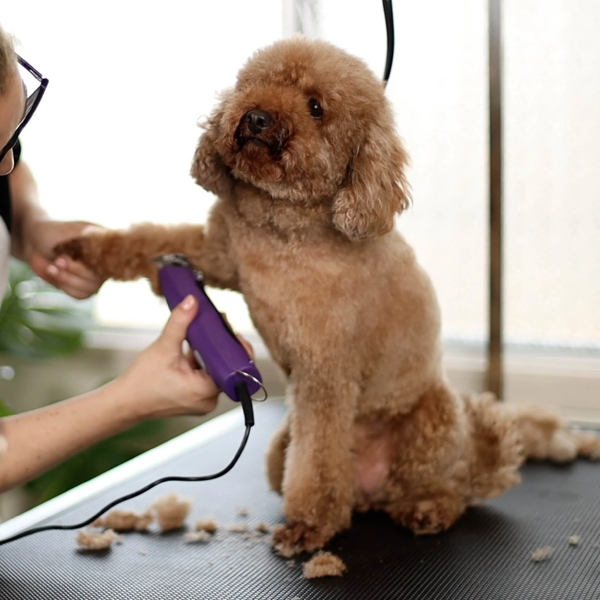Pro Plus Brushless Dog Clipper - Image 16